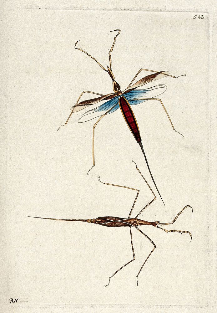 Two slender biting insects (mosquitos). Coloured etching by R. P. Nodder.