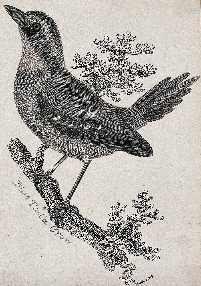 A blue tailed crow sitting on a branch of a tree. Etching by Heath.