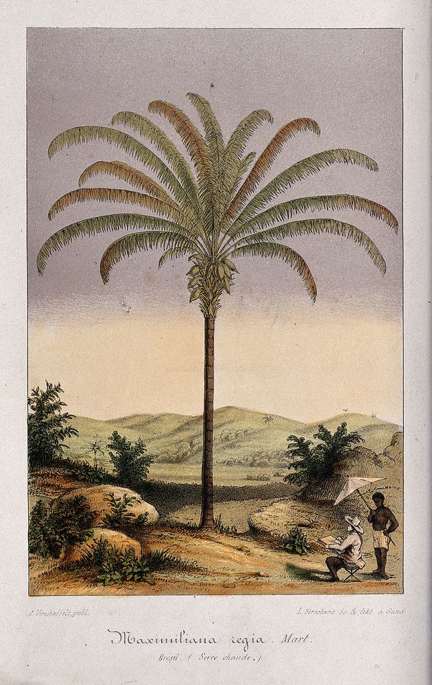 A large kokerite palm (Maximiliana maripa) and the artist drawing it, in a tropical landscape. Chromolithograph by L.…