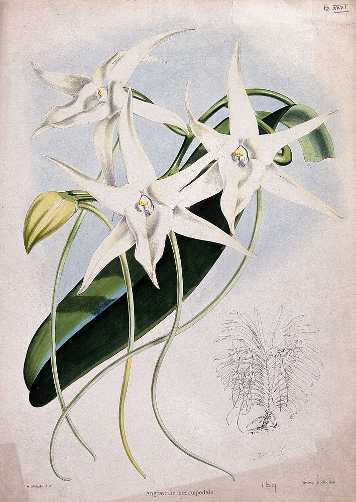 An orchid (Angraecum sesquipedale Thouars): flowers, a leaf and small outline of the whole plant. Coloured lithograph by W.…