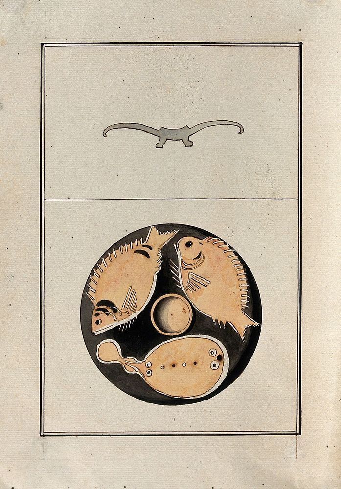 Red-figured Greek plate decorated with three fish. Watercolour by A. Dahlsteen, 176- .