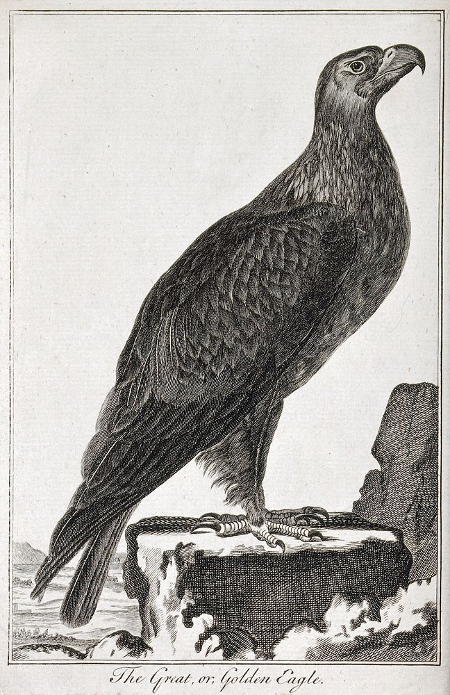 A golden eagle (Aquila chrysaetus). Engraving.