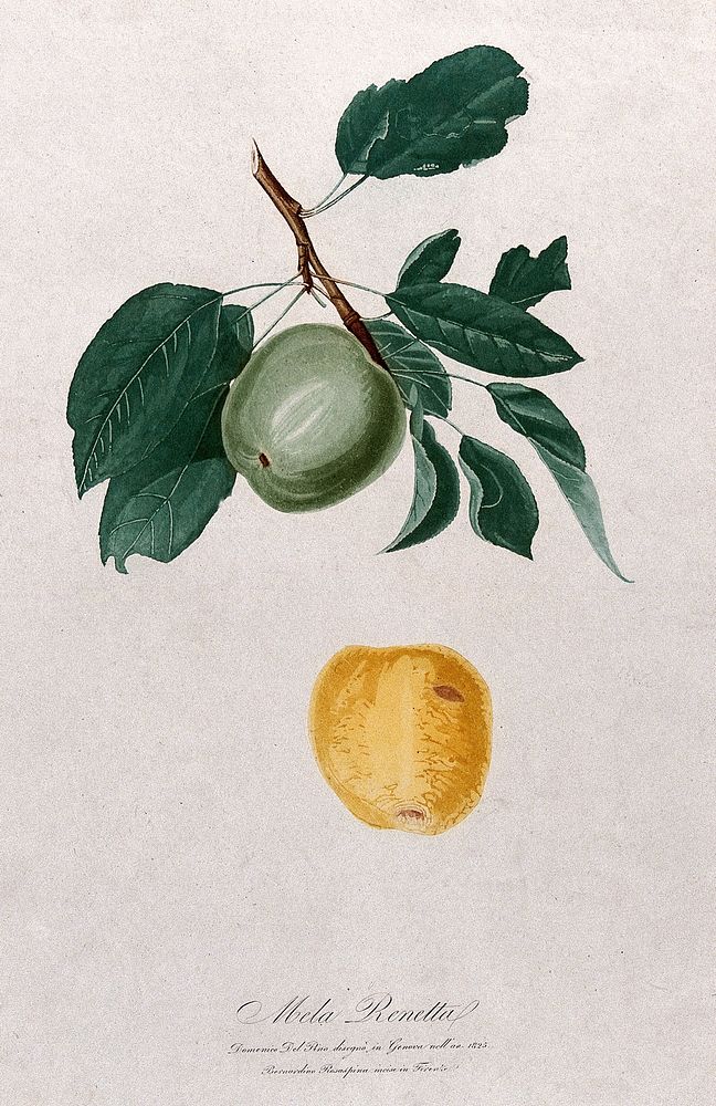 Apple (Malus species): fruiting branch with separate fruit. Colour aquatint by B. Rosaspina after D. del Pino, 1825.