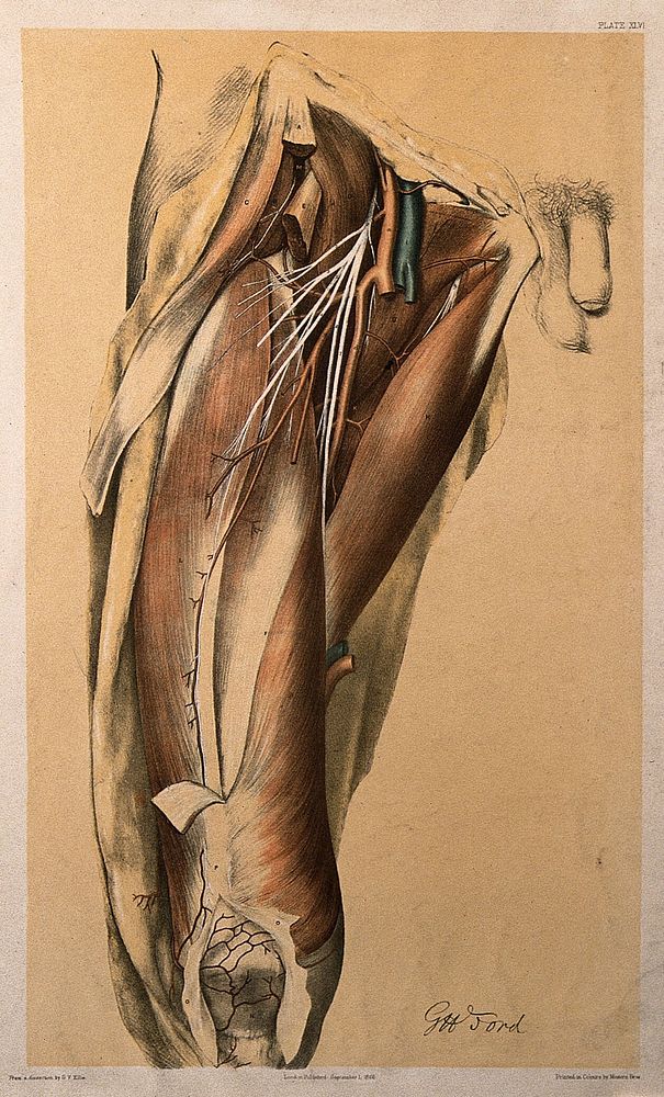 Dissection of the thigh of a man, showing the muscles, arteries, veins and blood vessels. Colour lithograph by G.H. Ford…