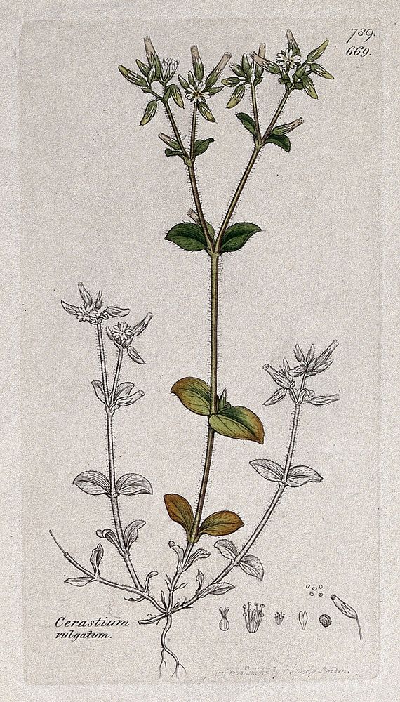 Sticky mouse-ear (Cerastium glomeratum): flowering stem and floral segments. Coloured engraving after J. Sowerby, 1800.