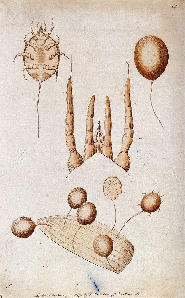 A mite : adult, mouth parts and adults attached to a leaf. Coloured etching, ca. 1791.