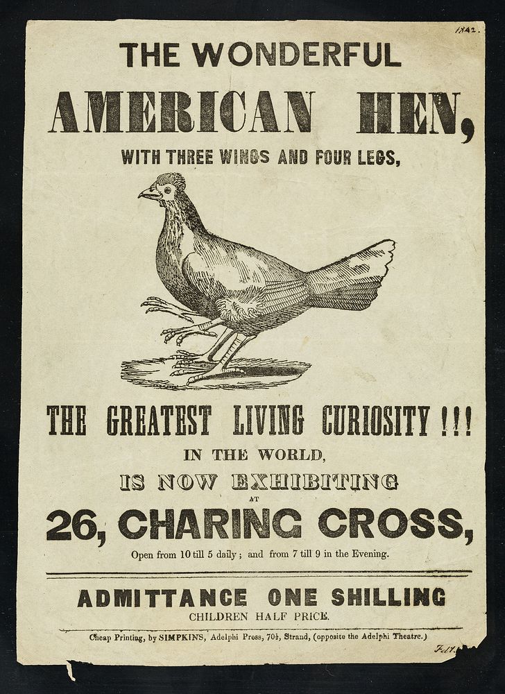 The wonderful American hen, with three wings and four legs : the greatest living curiosity!!! in the world is now exhibiting…