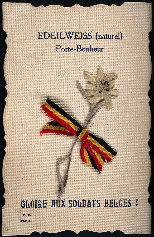 A postcard with a pressed sprig of Edeilweiss and ribbon of Belgium flag, saluting the Belgium soldiers. Pressed flower on…