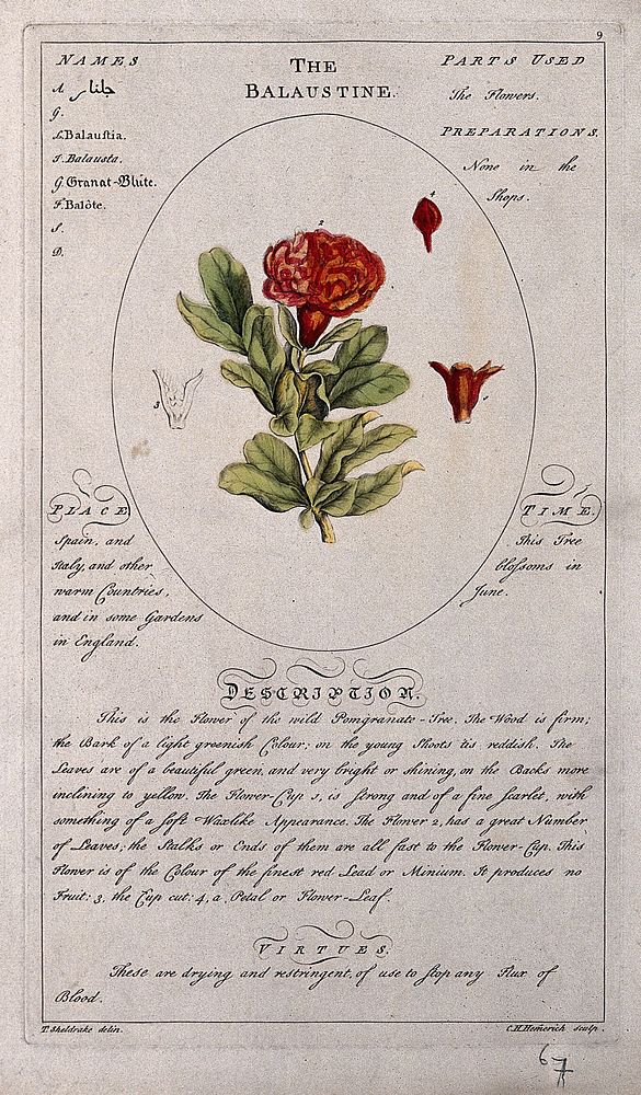 Pomegranate (Punica granatum L.): flowering stem with separate floral segments and a description of the plant and its…
