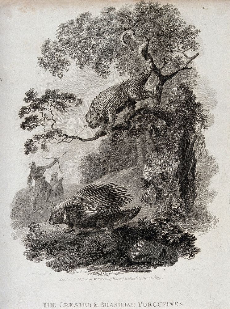 A crested porcupine is sitting on the ground while a Brazilian porcupine is descending from a tree. Etching by J. Tookey…