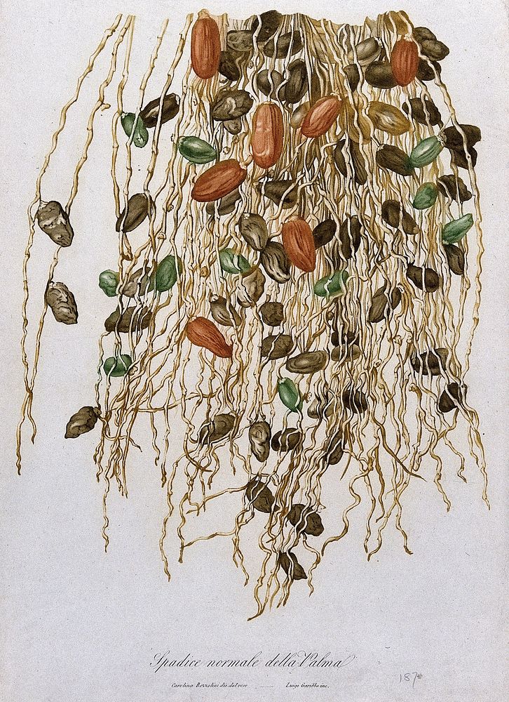 Palm fruits. Colour aquatint by L. Garibbo, c. 1817, after C. Bozzolini.