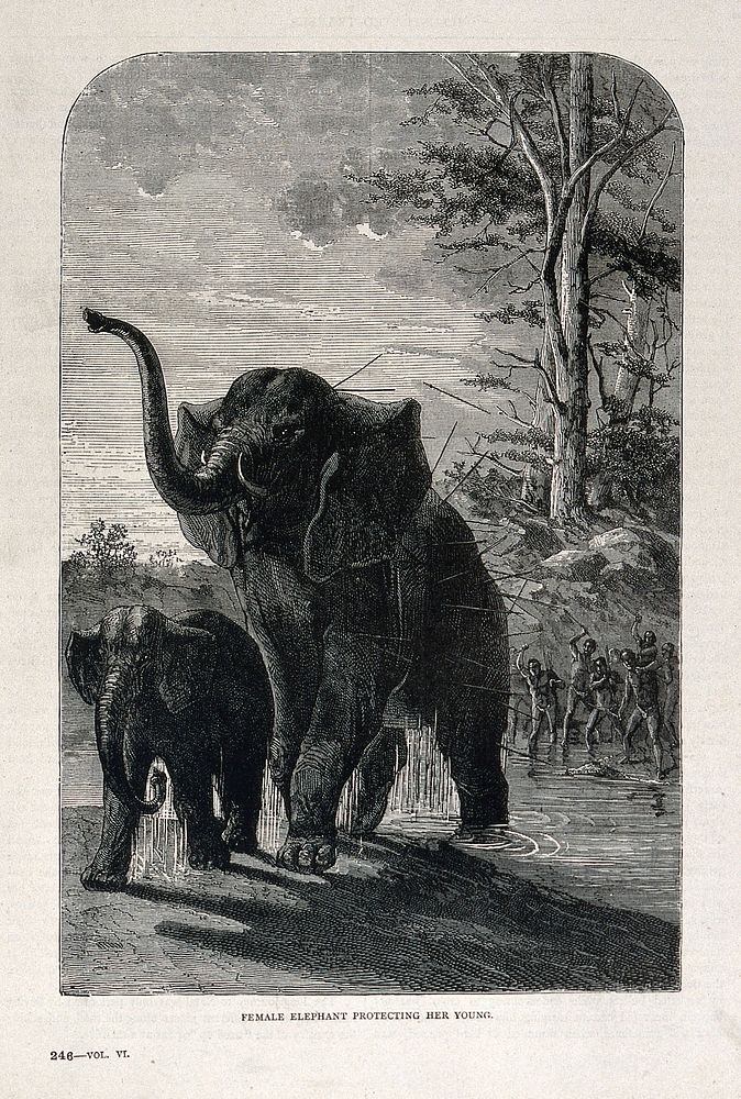 A female African elephant (Elephas africanus) shielding her calf from arrows thrown by men. Wood engraving.