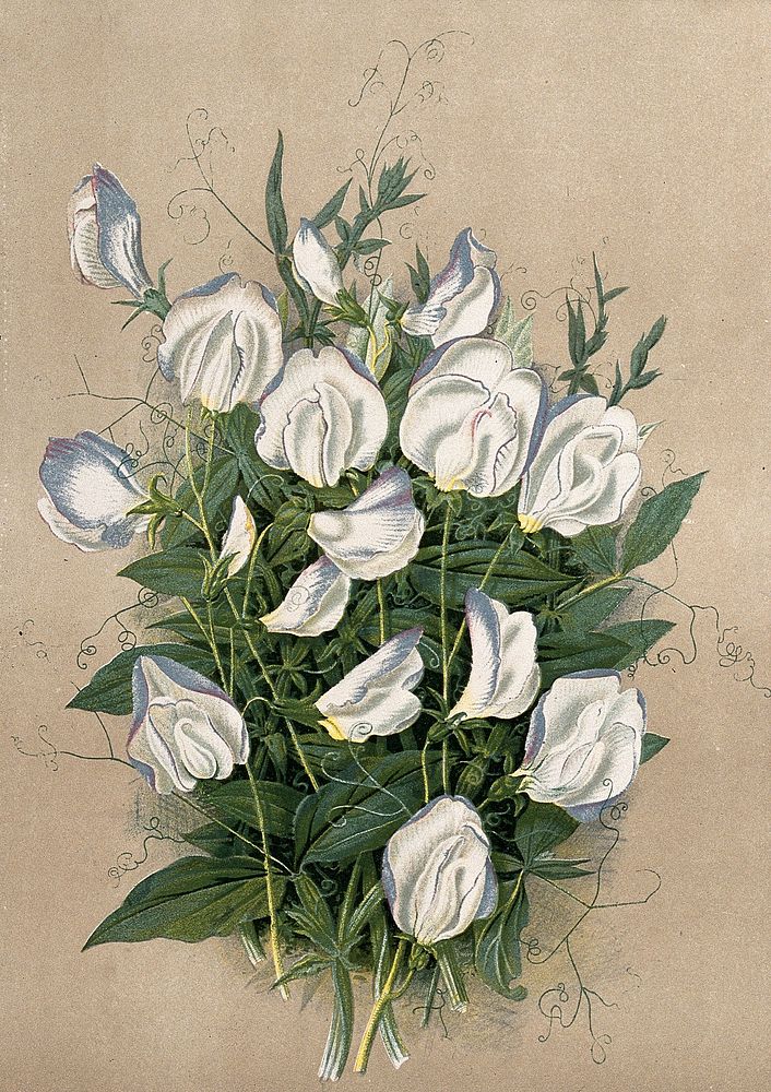 A bunch of flowering sweet peas (Lathyrus odoratus var.). Chromolithograph, c. 1878, after H. Moon.