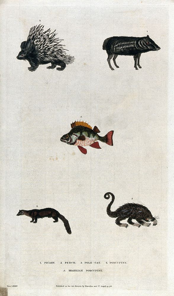 Above, a picary, a porcupine and a perch; below, a pole cat and a Brazilian porcupine. Coloured etching.