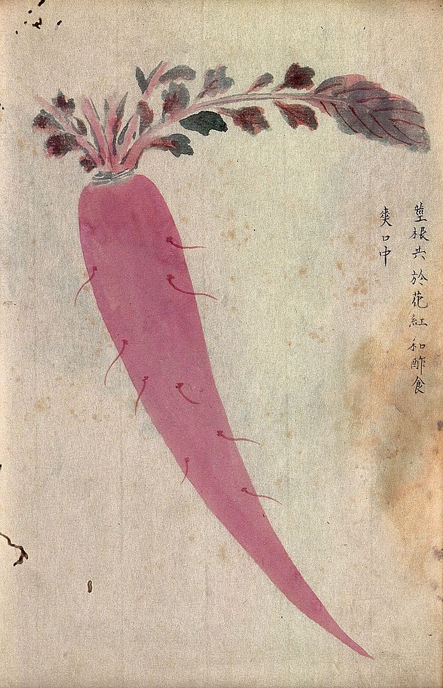 A radish (Raphanus species): root and leaves. Watercolour.