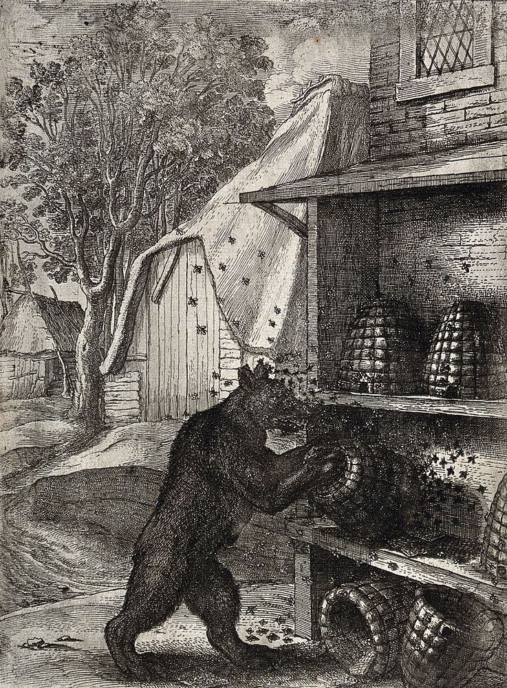 A bear has overturned two hives and is trying to prize out honey from a third while being attacked by bees; illustration of…