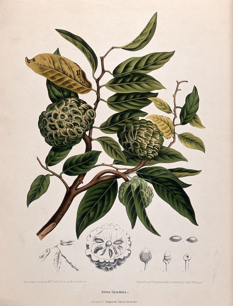 Custard apple or Sweetsop (Annona squamosa L.): fruiting branch with sections of fruit, flowers and seeds. Chromolithograph…