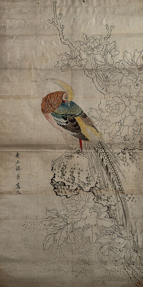 A species of Chinese peacock. Painting by a Chinese artist.