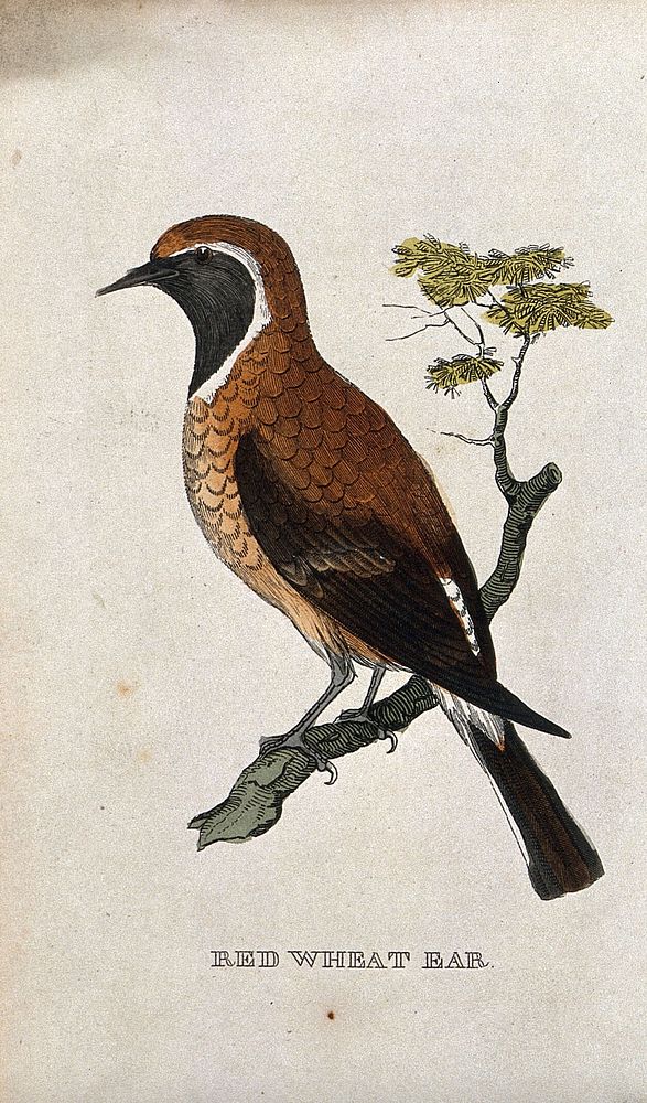 A bird: a wheatear. Coloured engraving.