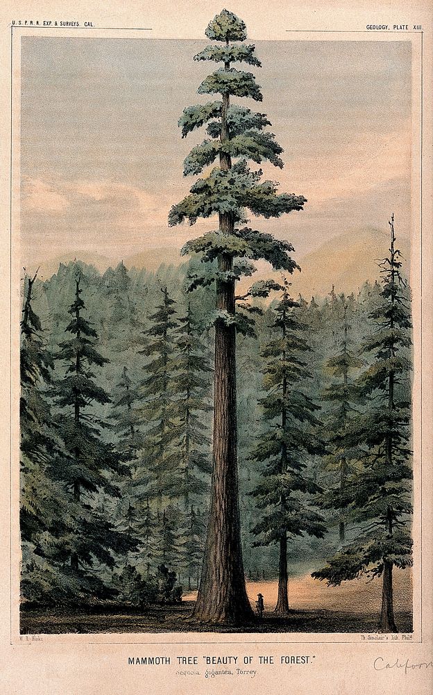Wellingtonia or mammoth tree (Sequoiadendron giganteum (Lindley) Bucholz) towering above surrounding forest and person at…