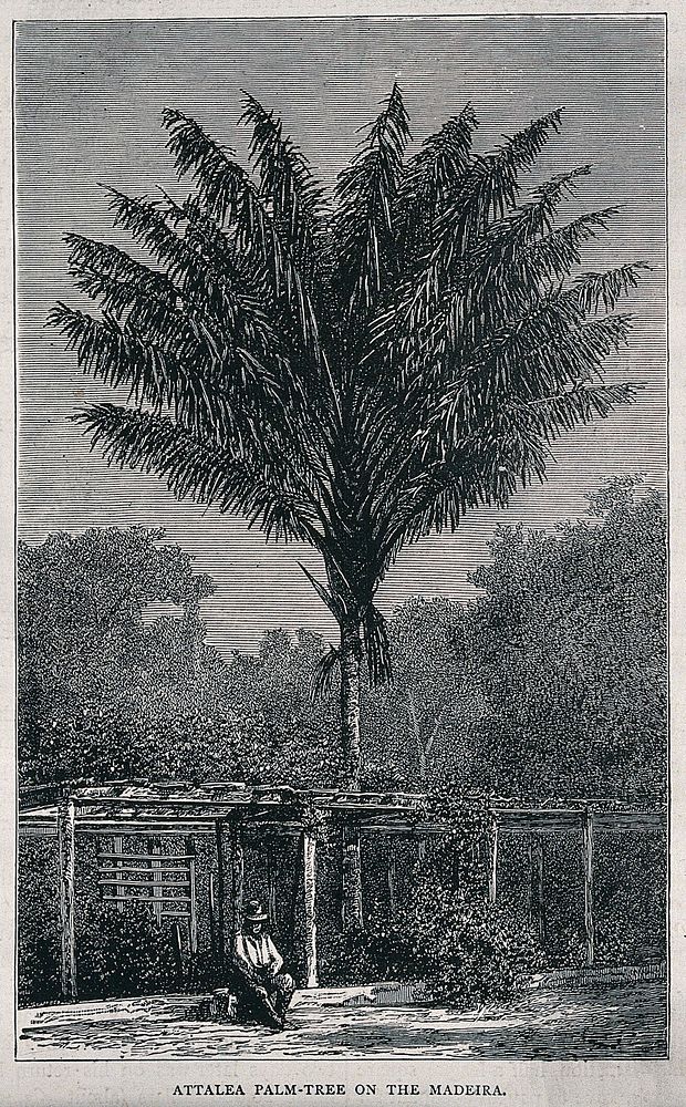 Palm tree (Attalea species) growing near the Madeira River in S. America, with a man seated beneath it. Wood engraving, c.…