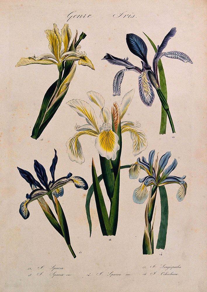 Five types of iris (Iris species): flowering stems. Coloured lithograph.