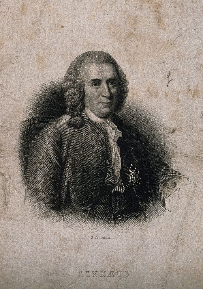 Carolus Linnaeus. Stipple engraving by S. Freeman after Hollmann.