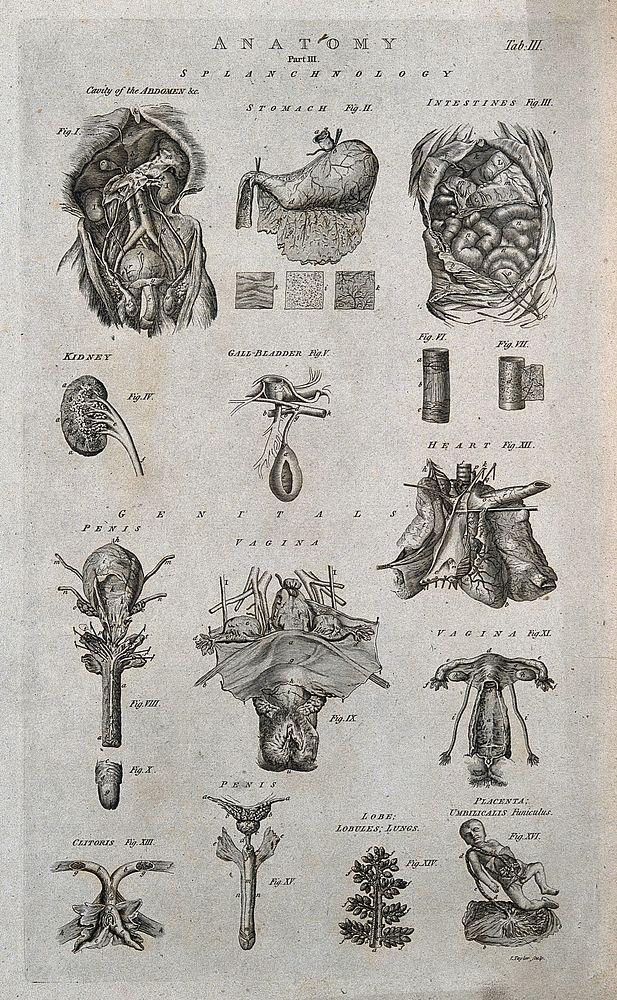 Viscera and genitalia of the human body: sixteen figures. Line engraving by I. Taylor, 1790/1810.