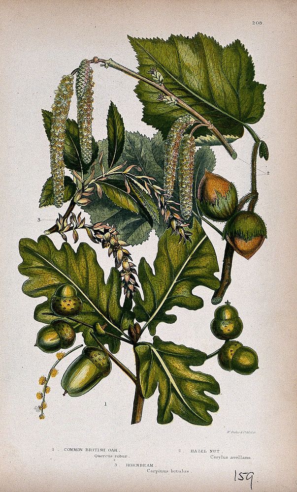 Oak (Quercus robur), hazel (Corylus avellana) and hornbeam (Carpinus betulus): fruiting and flowering twigs.…