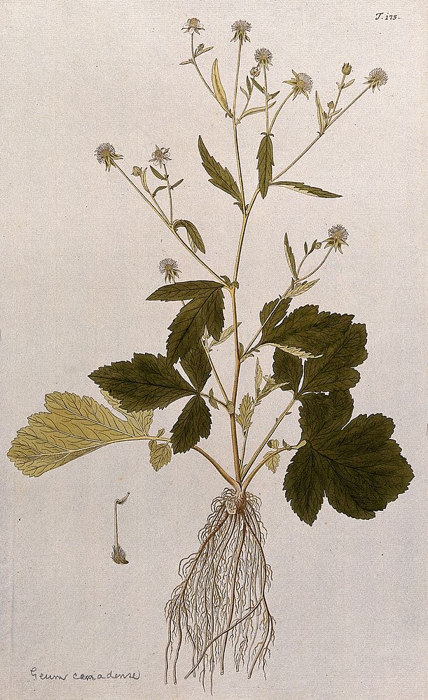 A type of aven (Geum album): entire flowering and fruiting plant with separate fruit. Coloured engraving after F. von…