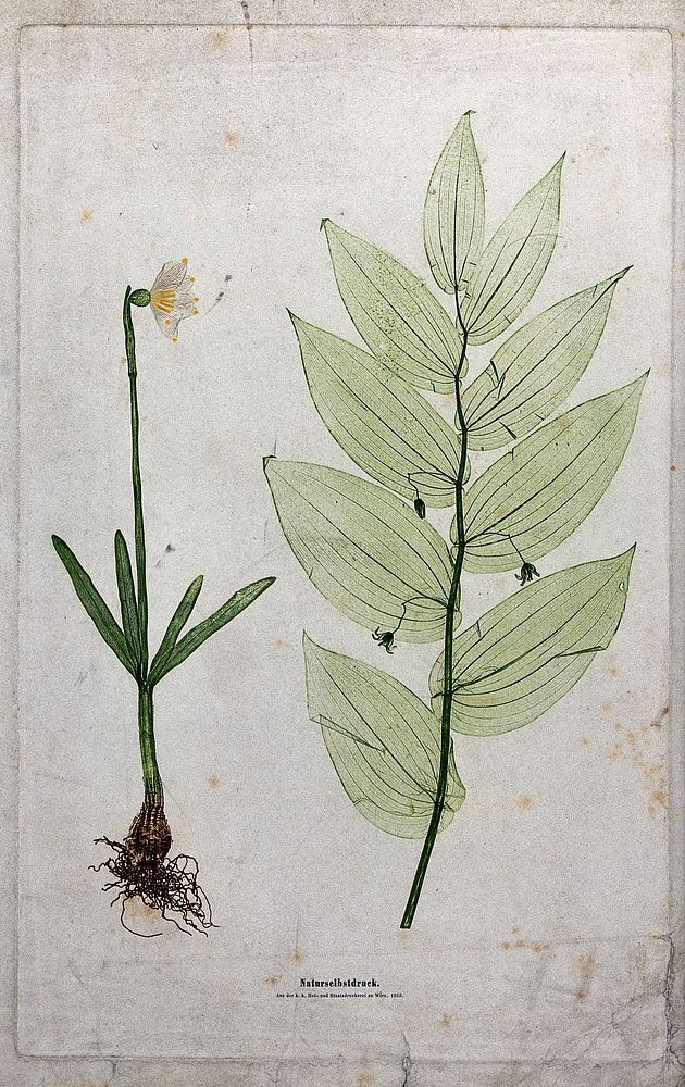 Two flowering plants, including a daffodil (Narcissus species) and a liliaceous plant. Colour nature print by A. Auer, c.…