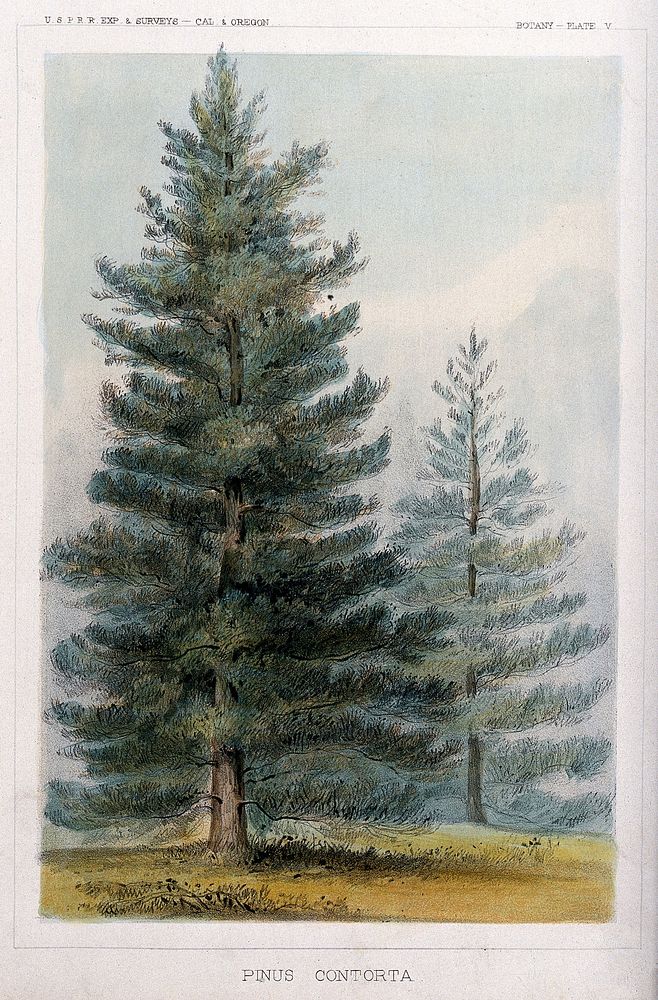 Lodge-pole pines (Pinus contorta Douglas ex Loudon): two trees in open landscape. Coloured lithograph, c.1857.