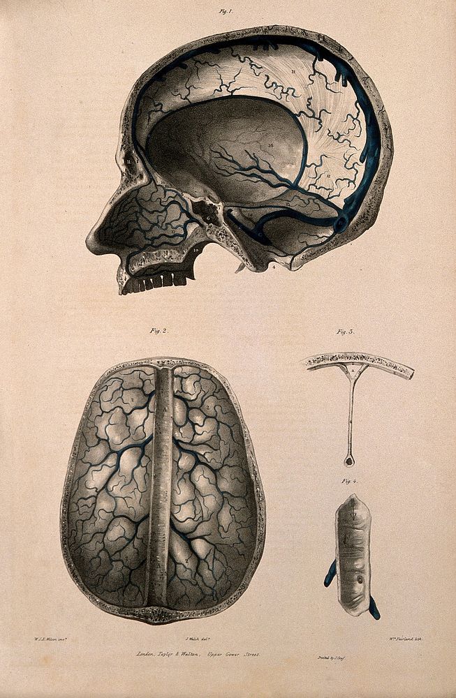Veins of the brain (cerebral sinuses) and of the inside of the skull. Coloured lithograph by William Fairland, 1837, after…