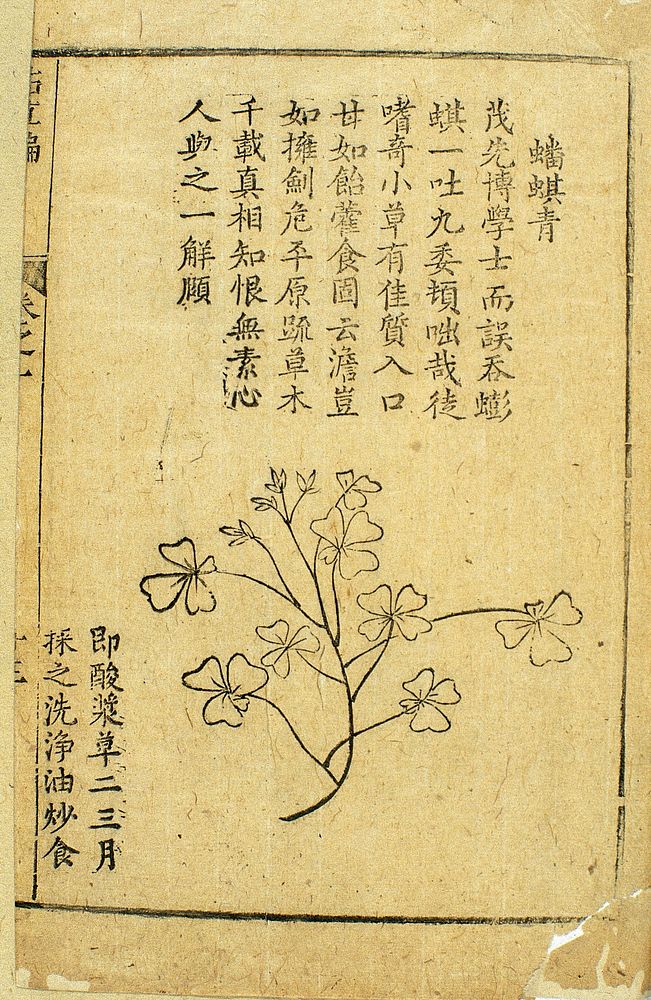 Physalis, Chinese woodcut, 1582