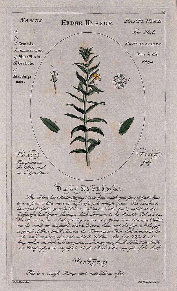 Hedge hyssop (Gratiola officinalis L.): flowering stem with separate leaf, floral segments and section of stalk and a…