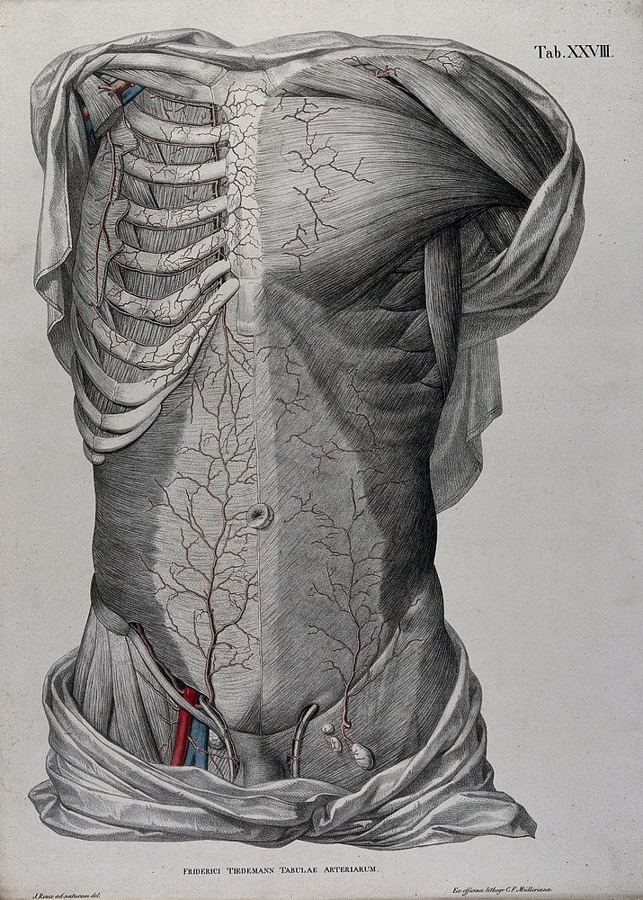 Dissection of the male torso, showing the muscles, bones and lymph nodes, with the arteries, blood vessels and veins…