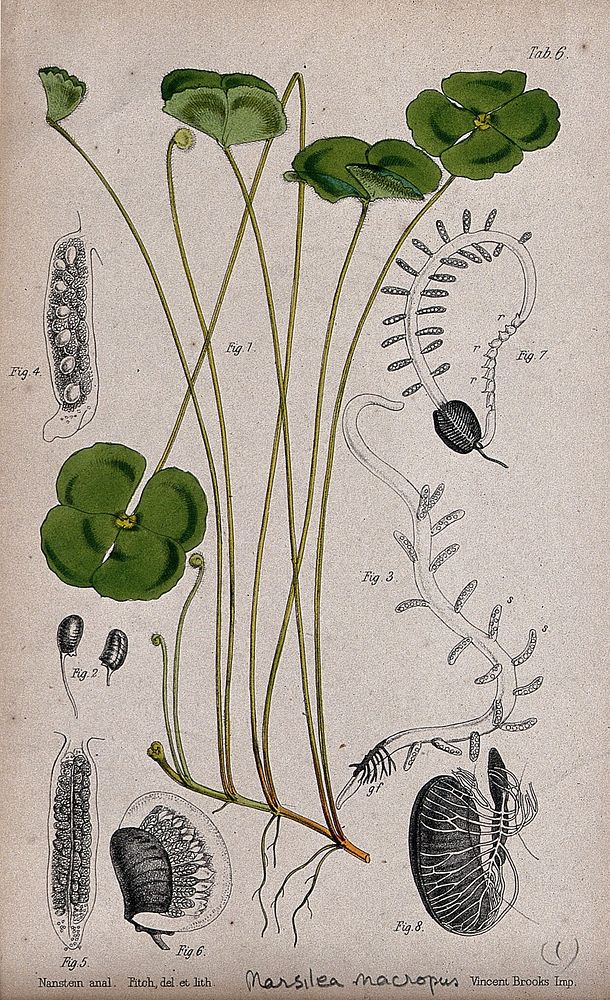 Water clover (Marsilea macropus): leafy stem with details of the sporocarp and embryonic plant. Coloured lithograph by W.…