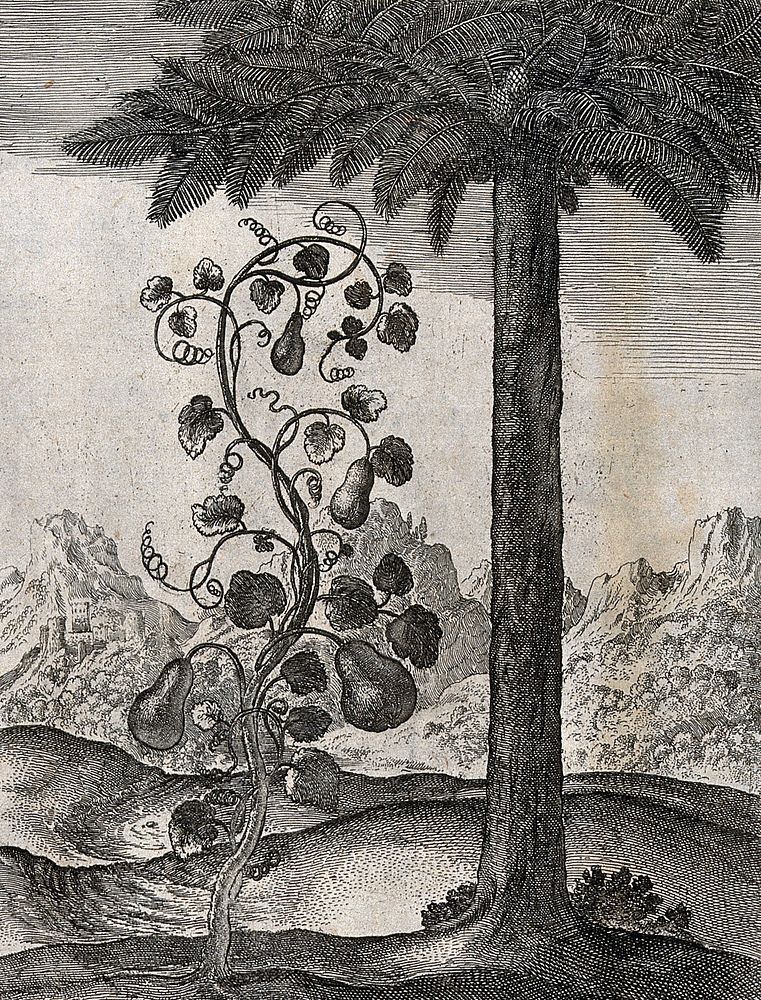 A vine bearing four pear-shaped gourds and a date palm; illustration of a fable by Aesop. Etching.