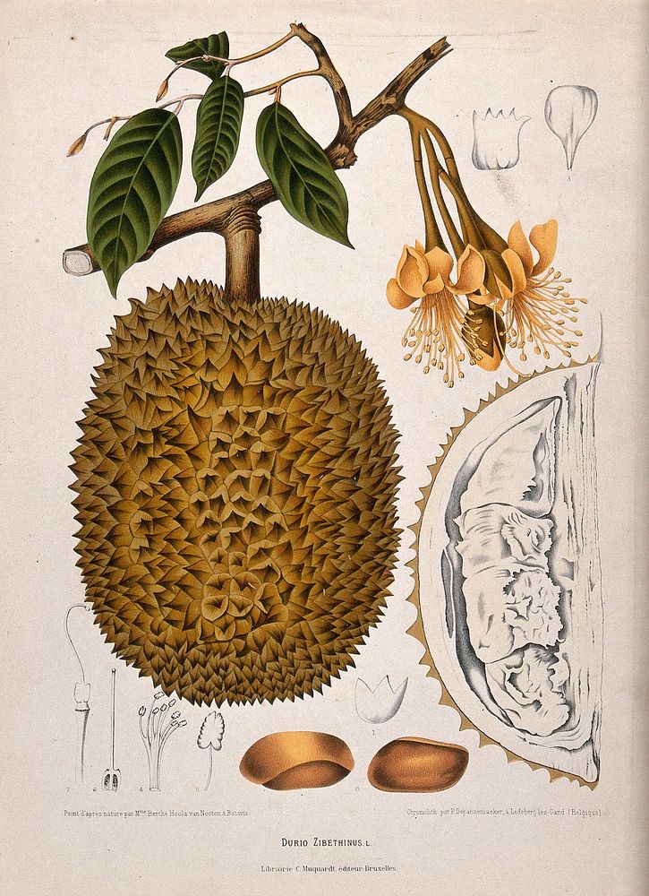 Durian (Durio zibethinus L.): flowering and fruiting branch, section of fruit and numbered sections of flower and seed.…
