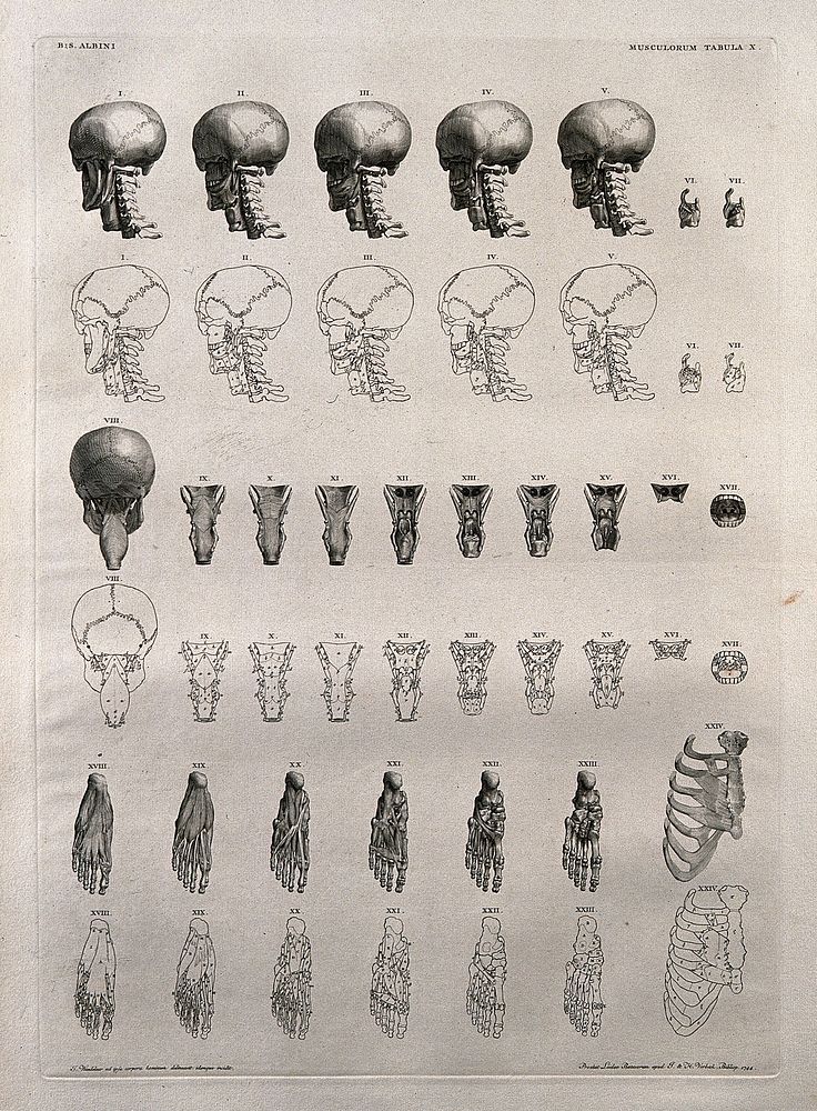 Bones and muscles of the skull, mouth, neck, foot and ribcage: twenty-four figures. Line engraving by J. Wandelaar, 1744.