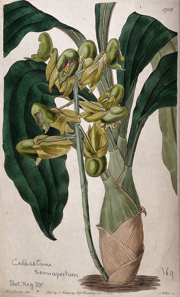 A tropical orchid (Catasetum purum): flowering plant. Coloured engraving by S. Watts, c. 1834, after S. Drake.
