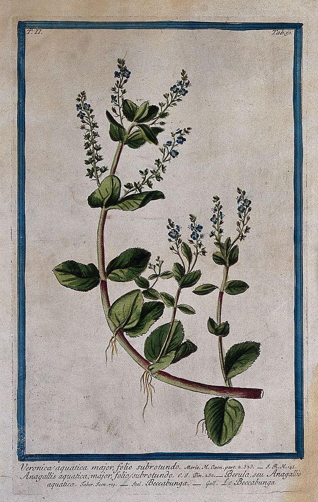 Brooklime or beccabunga (Veronica beccabunga L.): flowering stem with roots. Coloured etching by M. Bouchard, 1774.