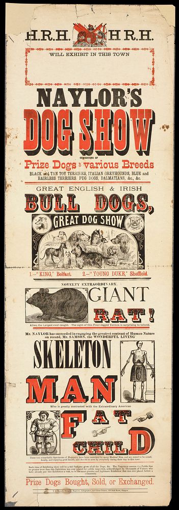 Naylor's Dog Show consisting of prize dogs of various breeds... : novelty extraordinary giant rat... : Mr. Samson, the…