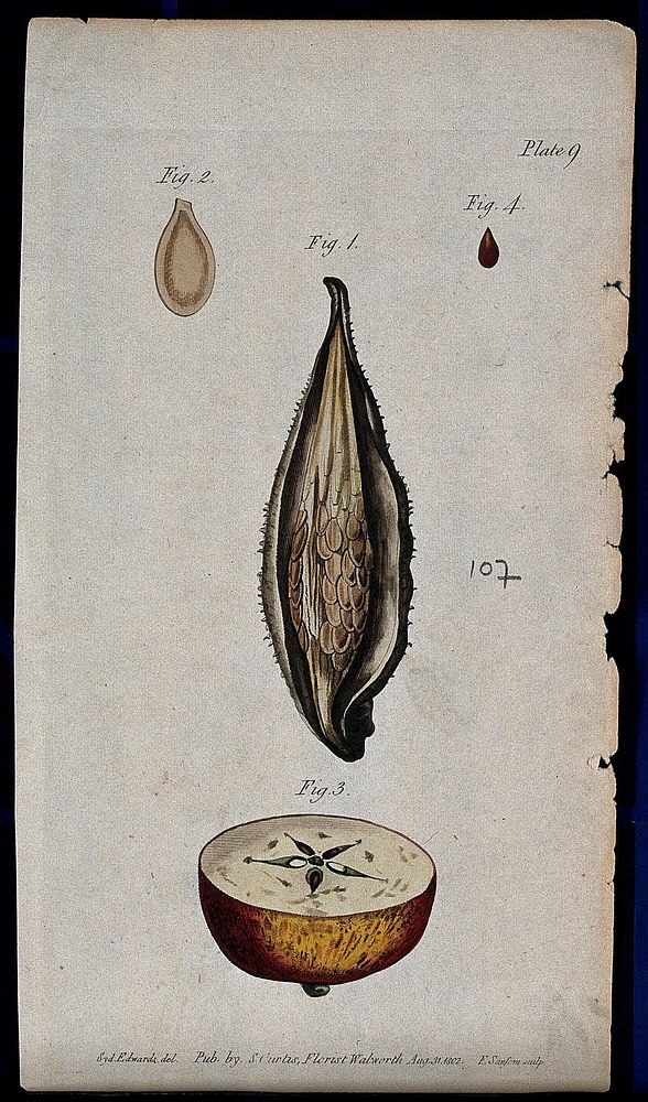 Four figures showing pericarp and seeds in fruits of an apple and a milkweed plant (Asclepias syriaca). Coloured etching by…