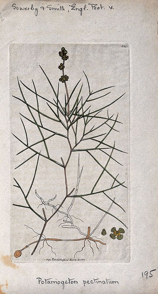 Fennel-leaved pondweed (Potamogeton pectinatus): flowering stem, root and floral segments. Coloured engraving after J.…