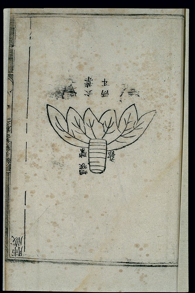 Anatomy of the lung in ancient Chinese medicine, woodcut