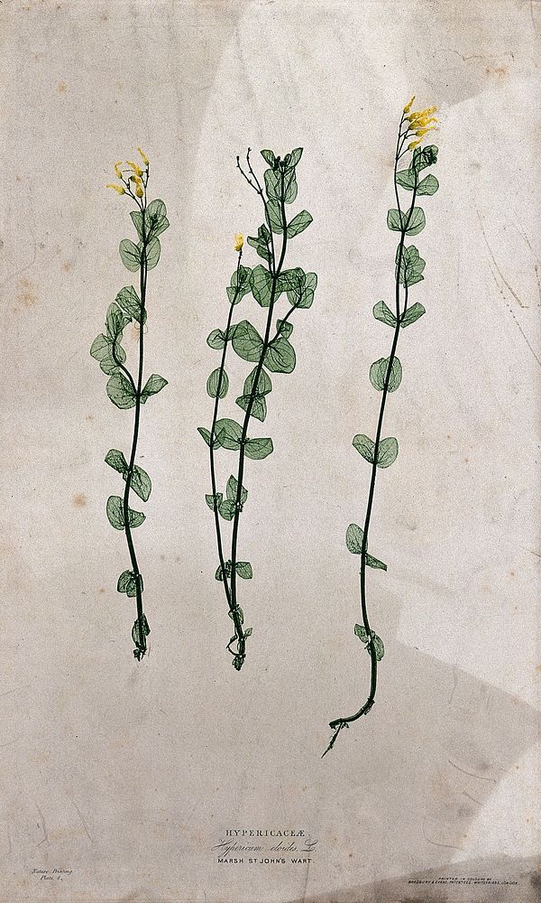 Marsh St. John's wort (Hypericum eloides): flowering stems. Colour nature print by H. Bradbury.