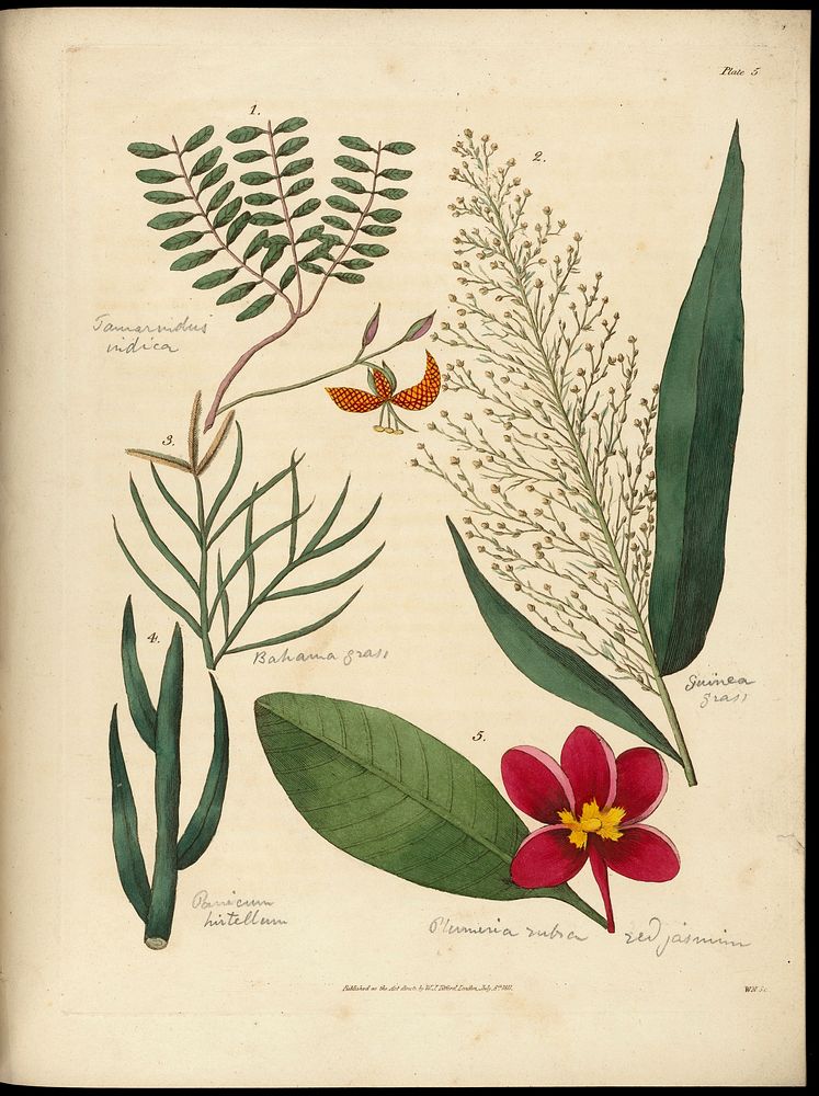 Sketches towards a Hortus botanicus americanus, or, Coloured plates (with a catalogue and concise and familiar descriptions…