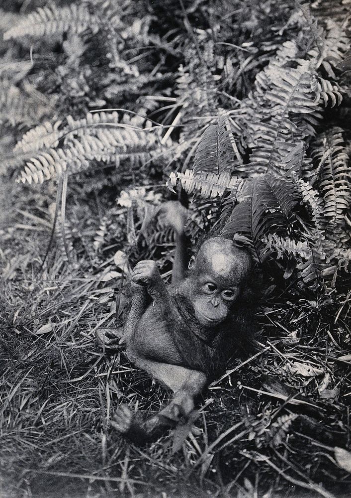 Sarawak: a baby orang-utan (Simia satyrus). Photograph.