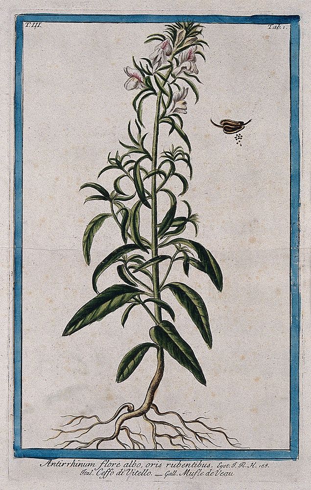 Snapdragon (Antirrhinum majus L.): entire flowering plant with separate fruit and seeds. Coloured etching by M. Bouchard…